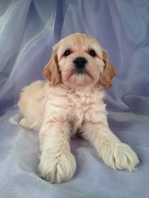 Male Cockapoo Puppy for sale #25 DOB February 26th, 2013|Blond or Buff male Cockapoo in Iowa!